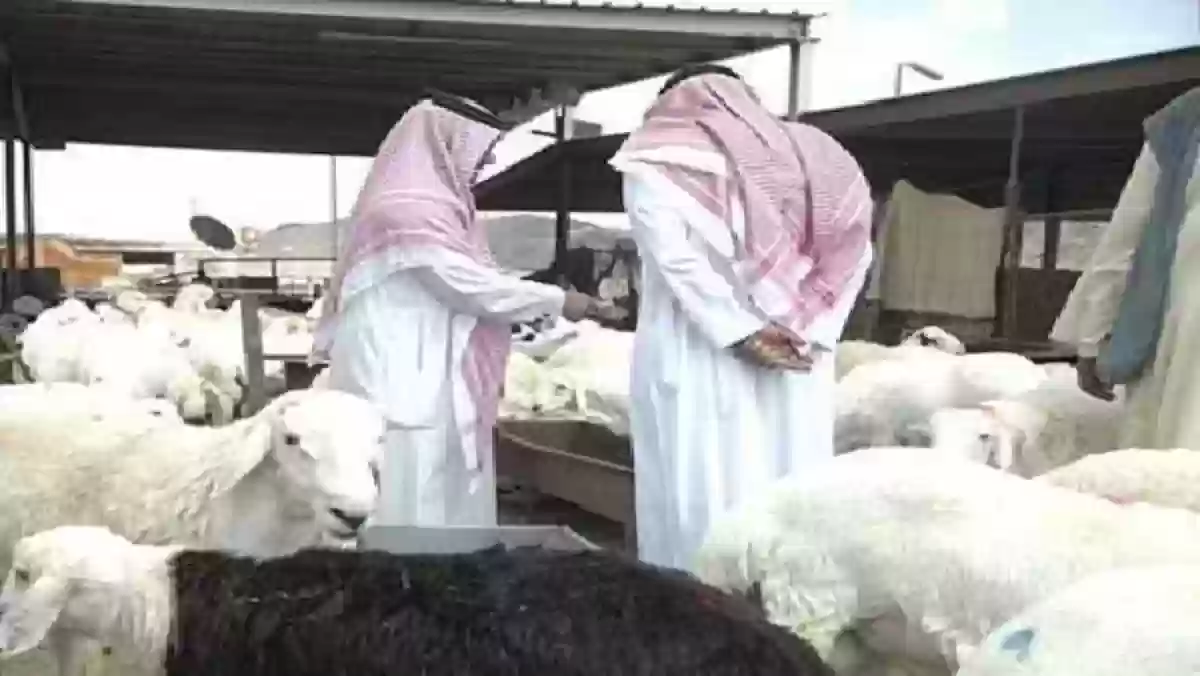 أسواق الماشية بالسعودية